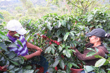 COSTA RICA LA PASTORA TARRAZU